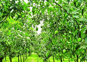 হাঁড়িভাঙা আমের বাগান সবার নজর কাড়ছে