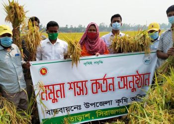 তাড়াশে ব্রি ধান-৮৯ চাষে সাফল্য